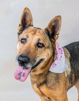 MARGARET -  German Shepherd Dog Dog for Adoption in Pasadena, California - MARGARET | PetCurious