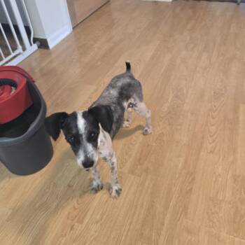 Audrey Hepburn -  Miniature Schnauzer Dog for Adoption in Campton Hills, Illinois - Audrey Hepburn | PetCurious