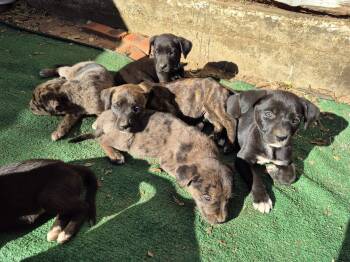 Rescue Presa Canario Dogs for Adoption in Haslet, Texas - Lola | PetCurious