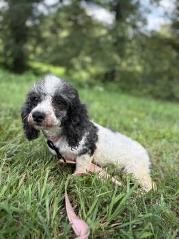 Antonia -  Poodle Dog for Adoption in Gradyville, Kentucky - Antonia | PetCurious