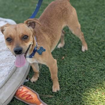 Terrier and Chihuahua Dogs Available for Adoption in Chino Hills, California - Tom - Chino Hills Location | PetCurious