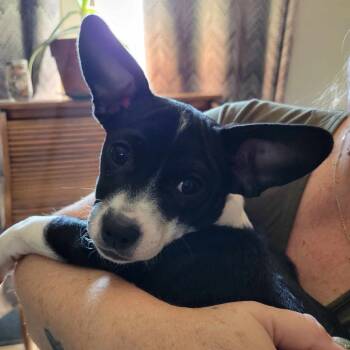 Rescue Chihuahua and Dachshund Dogs for Adoption in Loves Park, Illinois - HARRIET | PetCurious