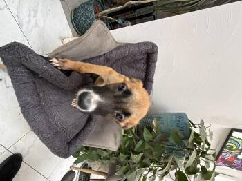 Rabbit -  Belgian Shepherd Malinois and Saint Bernard Dog for Adoption in Bellflower, California - Rabbit | PetCurious