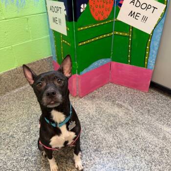 Willow -  Pit Bull Terrier and Mixed Breed Dog for Adoption in Falls Church, Virginia - Willow | PetCurious