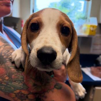 Auggie -  Beagle Dog for Adoption in Wilmington, Delaware - Auggie | PetCurious