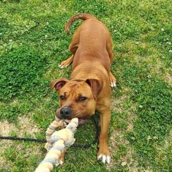 Pit Bull Terrier Dogs Available for Adoption in Springdale, Arkansas - Bones | PetCurious