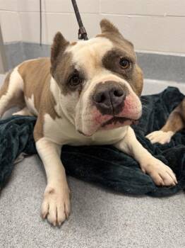 RICEARONI -  Pit Bull Terrier Dog for Adoption in Indianapolis, Indiana - RICEARONI | PetCurious