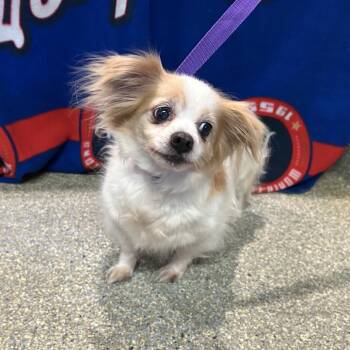 IVHS-Stray-140406 -  Chihuahua Dog for Adoption in San Gabriel, California - IVHS-Stray-140406 | PetCurious