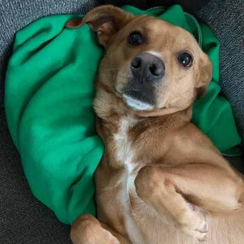 Arnie -  Mixed Breed Dog for Adoption in Madison, Wisconsin - Arnie | PetCurious