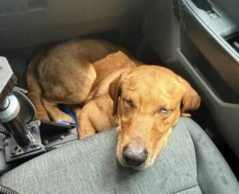 CHAMP -  Labrador Retriever Dog for Adoption in Charlotte, North Carolina - CHAMP | PetCurious