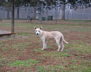 Ila Rose -  Terrier and Labrador Retriever Dog for Adoption in Savannah, Tennessee - Ila Rose | PetCurious