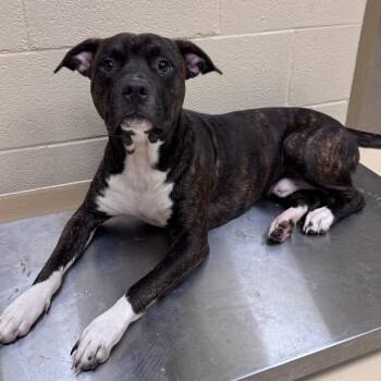 Plankton -  Mixed Breed Dog for Adoption in Winston-salem, North Carolina - Plankton | PetCurious