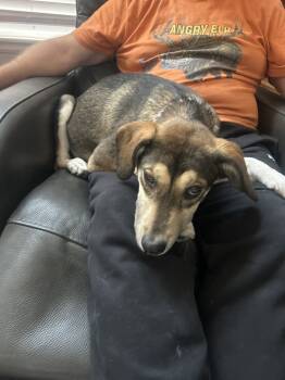 Rescue Shepherd Dogs for Adoption in Lafayette, Colorado - Queso | PetCurious