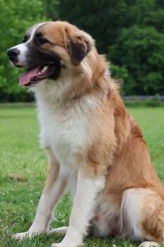 Mixed Breed Dogs Available for Adoption in Columbia, Tennessee - Alex | PetCurious