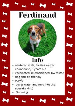 Ferdinand -  Treeing Walker Coonhound Dog Available for Adoption in Greensburg, Indiana - Ferdinand | PetCurious