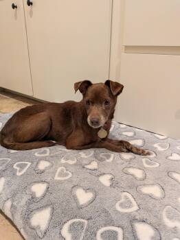Mrs. Hughes -  Chihuahua and Manchester Terrier Dog for Adoption in Houston, Texas - Mrs. Hughes | PetCurious