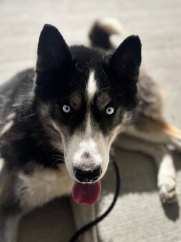 Frozone -  Siberian Husky Dog for Adoption in Norwalk, Connecticut - Frozone | PetCurious