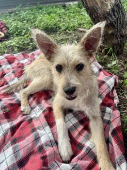 Chai the cute scruffy boy -  Yorkshire Terrier and Fox Terrier Dog for Adoption in Lockhart, Texas - Chai The Cute Scruffy Boy | PetCurious