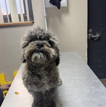WILSON -  Maltese and Mixed Breed Dog for Adoption in Redlands, California - WILSON | PetCurious
