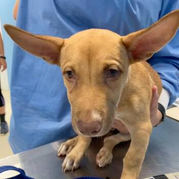 Scrappy 7265 -  Chihuahua Dog for Adoption in Loxahatchee Groves, Florida - Scrappy 7265 | PetCurious