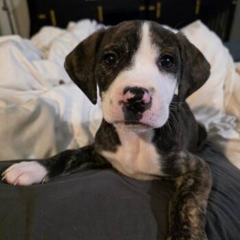 Nitro -  Boxer Dog for Adoption in Chandler, Arizona - Nitro | PetCurious