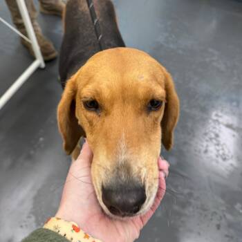 Rescue Hound Dogs for Adoption in Troy, Virginia - Gravy | PetCurious