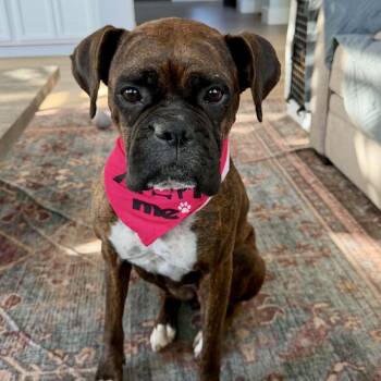 Ruby -  Boxer Dog for Adoption in Mead, Colorado - Ruby | PetCurious