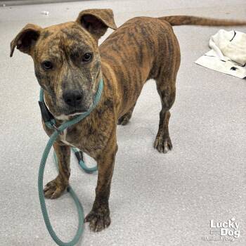 Shepherd and Plott Hound Dogs Available for Adoption in Washington, District Of Columbia - Juniper | PetCurious