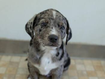 Tenderheart -  Catahoula Leopard Dog and German Shorthaired Pointer Dog for Adoption in Republic, Washington - Tenderheart | PetCurious