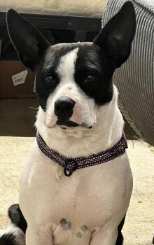 Boston Terrier Dogs Available for Adoption in Brooks, Maine - Sally | PetCurious