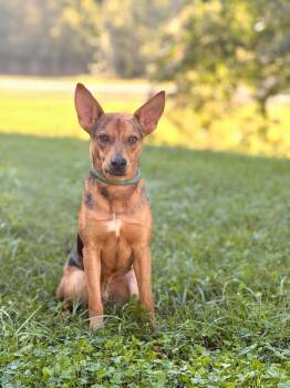 Buster- Transport -  Cattle Dog and Mixed Breed Dog for Adoption in Gradyville, Kentucky - Buster- Transport | PetCurious