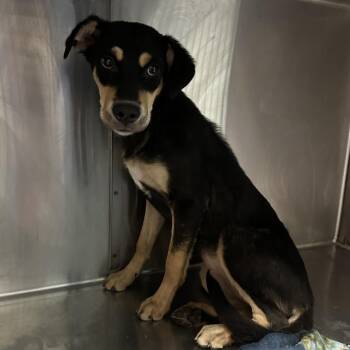 Polly -  Mixed Breed and German Shepherd Dog Dog for Adoption in Greensboro, North Carolina - Polly | PetCurious