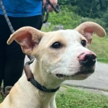 Sandy Lee (20260826-02) -  Labrador Retriever Dog for Adoption in Niagara Falls, Ontario - Sandy Lee (20260826-02) | PetCurious