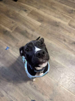 Rescue Pit Bull Terrier Dogs for Adoption in Tulsa, Oklahoma - Thomas Jefferson (TJ) | PetCurious