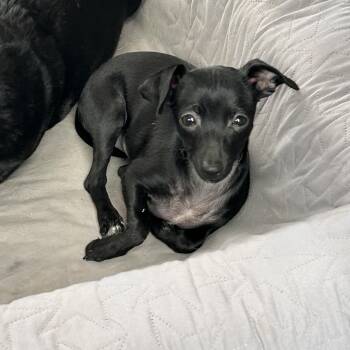 Chihuahua and Dachshund Dogs Available for Adoption in Chickasha, Oklahoma - Aurora | PetCurious