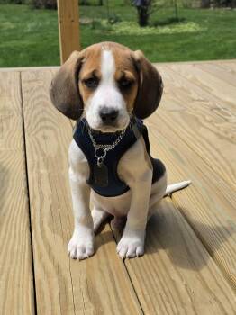 Mixed Breed Dogs Available for Adoption in Shelburne, Vermont - Nike | PetCurious