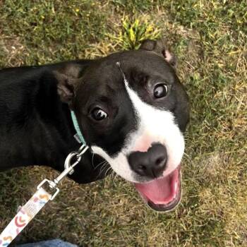 Jewel -  Mixed Breed Dog for Adoption in Jackson, Michigan - Jewel | PetCurious