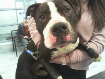 Pit Bull Terrier Dogs Available for Adoption - PUFF | PetCurious