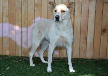 NORA -  Shepherd Dog for Adoption in West Valley City, Utah - NORA | PetCurious
