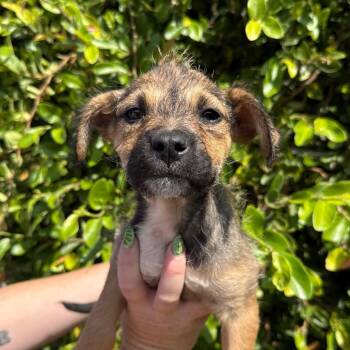 Oolong -  Terrier and Mixed Breed Dog for Adoption in Goleta, California - Oolong | PetCurious