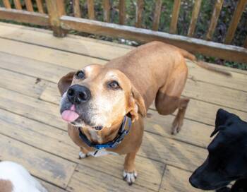 Rescue Hound Dogs for Adoption in Bonifay, Florida - Sweetheart | PetCurious