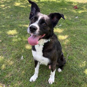 D.B. Cooper -  Border Collie and Mixed Breed Dog for Adoption in San Jacinto, California - D.B. Cooper | PetCurious