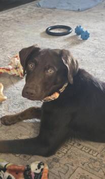 Labrador Retriever Dogs Available for Adoption in Kutztown, Pennsylvania - Diesel  | PetCurious
