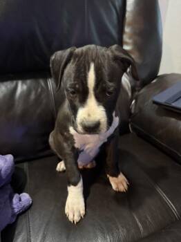 Boxer and Pit Bull Terrier Dogs Available for Adoption in Aurora, Colorado - Pico | PetCurious