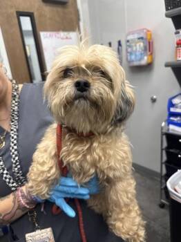 Shih Tzu and Mixed Breed Dogs Available for Adoption in North Charleston, South Carolina - 05263b Pippa | PetCurious