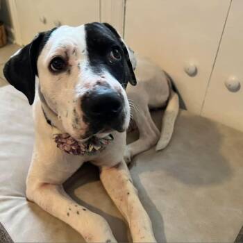 Pointer and Labrador Retriever Dogs Available for Adoption in Savannah, Georgia - Zero | PetCurious