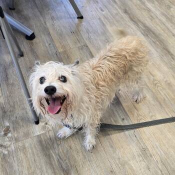 Nacho -  Terrier and West Highland White Terrier Westie Dog for Adoption in Benbrook, Texas - Nacho | PetCurious