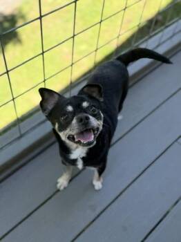 Troy -  Chihuahua and Mixed Breed Dog for Adoption in Malvern, Pennsylvania - Troy | PetCurious