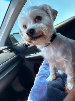 Whisky- available for adoption -  Maltese Dog for Adoption in Tustin, California - Whisky- Available For Adoption | PetCurious