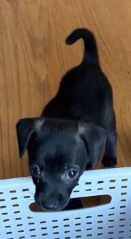 Mowgli -  Rat Terrier and Chihuahua Dog for Adoption in Columbia, Tennessee - Mowgli | PetCurious